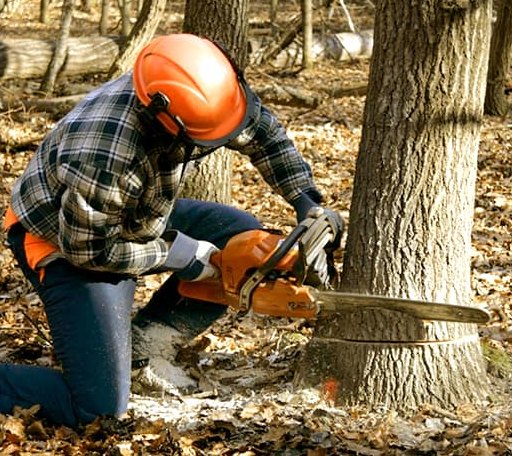 Tree Removal in Dutch John, UT